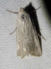 Oncocnemidinae