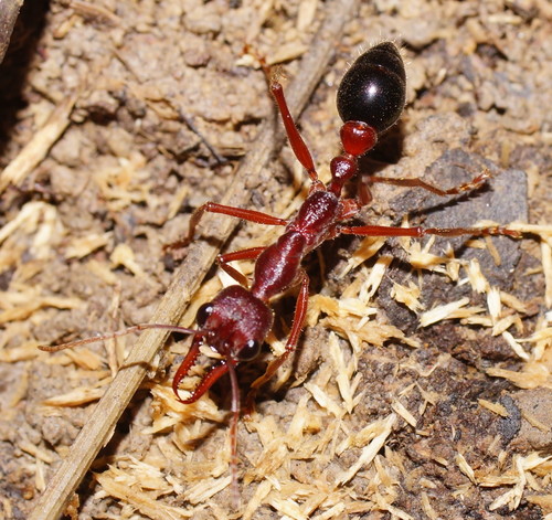 Inchman Ant