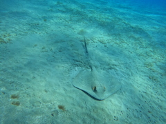 Pastinachus sephen