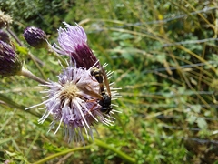 Physocephala rufipes