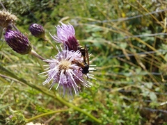 Physocephala rufipes