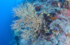 Subergorgia suberosa