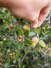 Quercus wislizeni frutescens