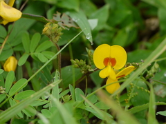 Smithia hirsuta