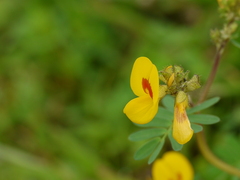 Smithia hirsuta