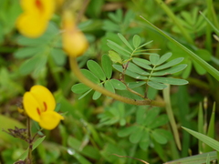 Smithia hirsuta