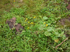 Smithia hirsuta