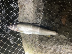 Plecoglossus altivelis