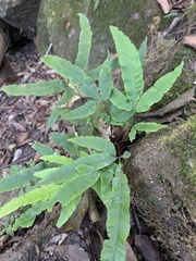 Pteris cretica