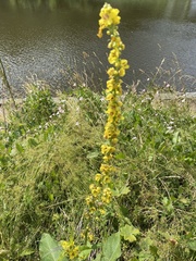 Verbascum nigrum