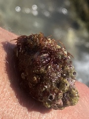 Stramonita haemastoma