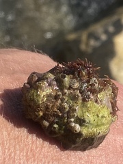 Stramonita haemastoma