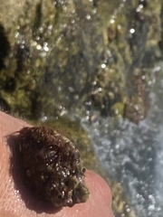 Stramonita haemastoma