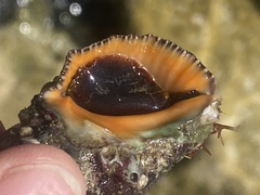 Stramonita haemastoma