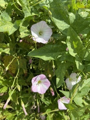 Convolvulus arvensis