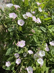 Convolvulus arvensis