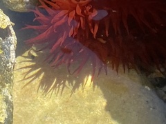 Actinia mediterranea