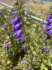 Campanula rapunculoides