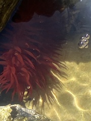 Actinia mediterranea