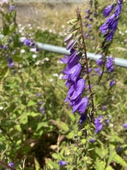 Campanula rapunculoides