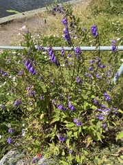 Campanula rapunculoides