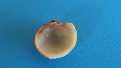 Cardioidea