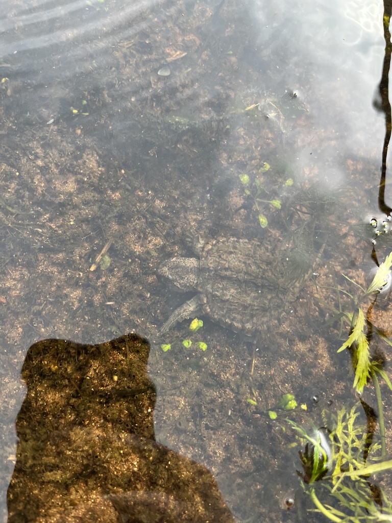 Common Snapping Turtle from Spirit River Flowage, Tomahawk, WI, US on