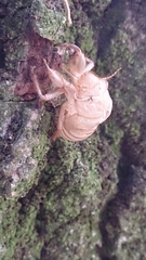Cicadidae