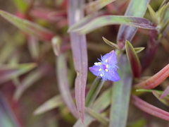 Cyanotis fasciculata