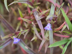 Cyanotis fasciculata