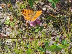 Argynnis adippe