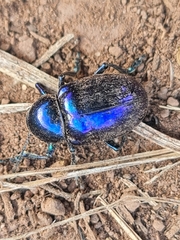 Chrysochus goniostoma
