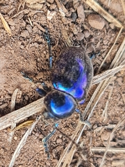 Chrysochus goniostoma