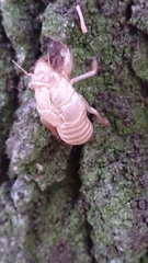 Cicadidae