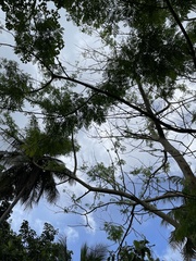 Albizia procera
