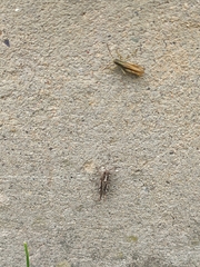 Chorthippus brunneus