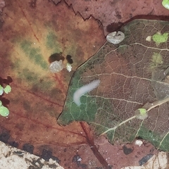 Dendrocoelum lacteum