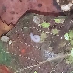 Dendrocoelum lacteum