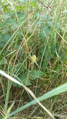 Argiope bruennichi