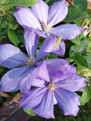 Clematis