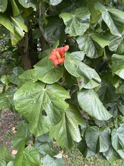 Hibiscus elatus