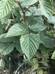 Rubus scissus