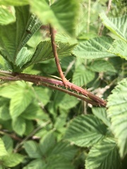 Rubus scissus