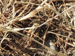 Calliptamus italicus