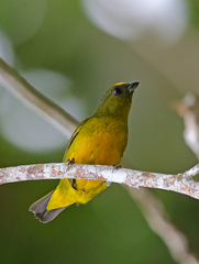 Euphonia mesochrysa