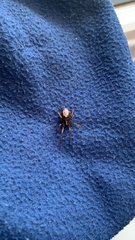 Steatoda nobilis