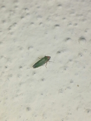 Xyphon reticulatum