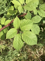 Rubus calvatus