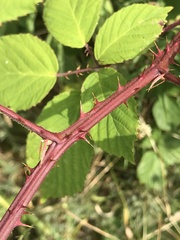 Rubus calvatus