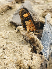 Acraea acerata